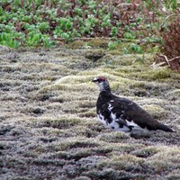 Evermanns-rock-ptarmigan-bird-lagopus-mutus-evermanni_w725_h520_normal