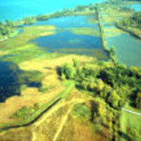 Navaree_marsh_798_normal