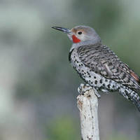 Northern_flicker_normal