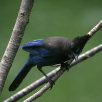Steller_s_jay_normal