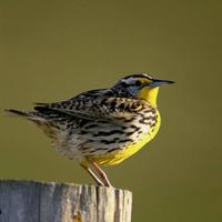 Western-meadowlark-bird_w480_h725_normal