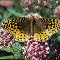 Great_spangled_fritillary_normal