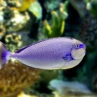Tropical-fish-1408369971r38_normal