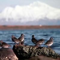 Rock-sandpiper-birds-calidris-ptilocnemis_w725_h472_normal