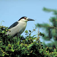 Black-crowned_night-heron_normal