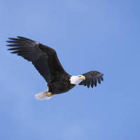 Eagle_normal