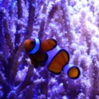 Poisson-clown_normal