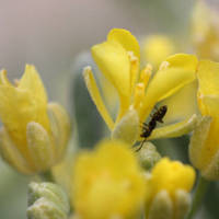 Dudley_bluffs_twinpod_normal