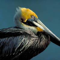 Brown_pelican_normal