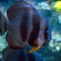 Tropical-fish-1403039336shq_normal