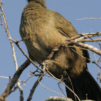 Plain_chachalaca_normal