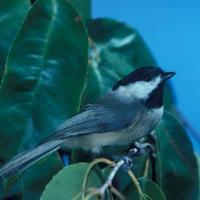 Poecile-carolinensis-bird_w725_h474_normal