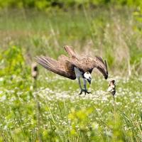 Osprey_w580_h725_normal