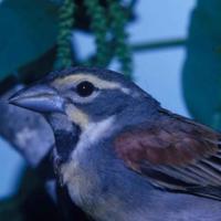 Spiza-americana-bird-head-dickcissel_w725_h483_normal