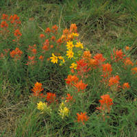 Prairie_paintbrush_normal