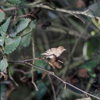 Pine-siskin-bird-carduelis-pinus_w484_h725_normal