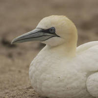 Northern_gannet_normal