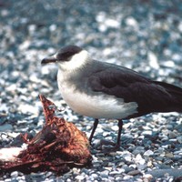 Parasitic-jeager-bird-stercorarius-parasticus_w725_h488_normal