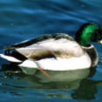 Mallard_drake_342_normal