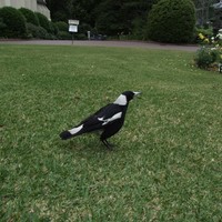 Magpie-bird_w725_h544_normal