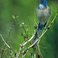 Scrub-jay_normal