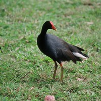 Moorhen-bird_w725_h483_normal