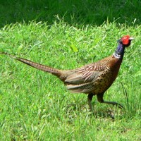 Pheasant-phasianus-colchicus_w725_h543_normal