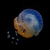 profile_photo