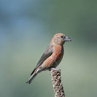 Red_crossbill_normal