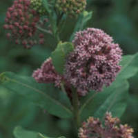 Milkweed_normal
