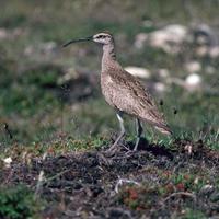Whimbrel-numenius-phaeopus_w490_h725_normal