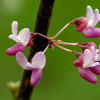 Eastern_redbud_normal