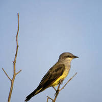 Western_kingbird_normal