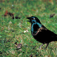 Grackle_normal
