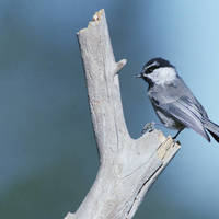 Mountain_chickadee_normal