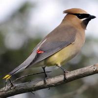 Bombycilla-cedrorum-bird-cedar-waxwing_w725_h493_normal