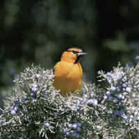 Bullock_s_oriole_normal