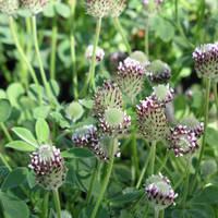 Showyindianclover_normal