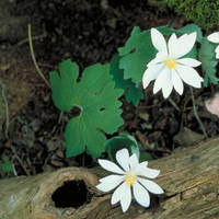 Bloodroot_normal