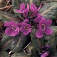 Pribilof_primula_normal