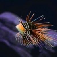 Exotic-fish_normal