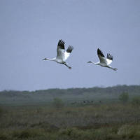Whooping_cranes_normal