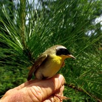 Yellowthroat-bird_w725_h481_normal