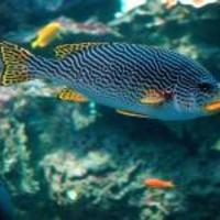 Banded-sweetlips-fish_normal