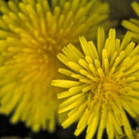 Dandelion_normal