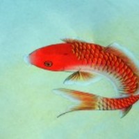 Fish-illustration-a_normal