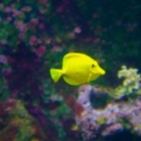 33-12326585968cm6_normal