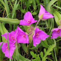 Spiderwort_normal