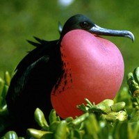 Magnificient-frigate-bird-fregata-magnificens_w725_h494_normal