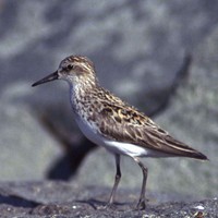 Calidris-minutilla-sandpiper-on-rocks_w560_h725_normal